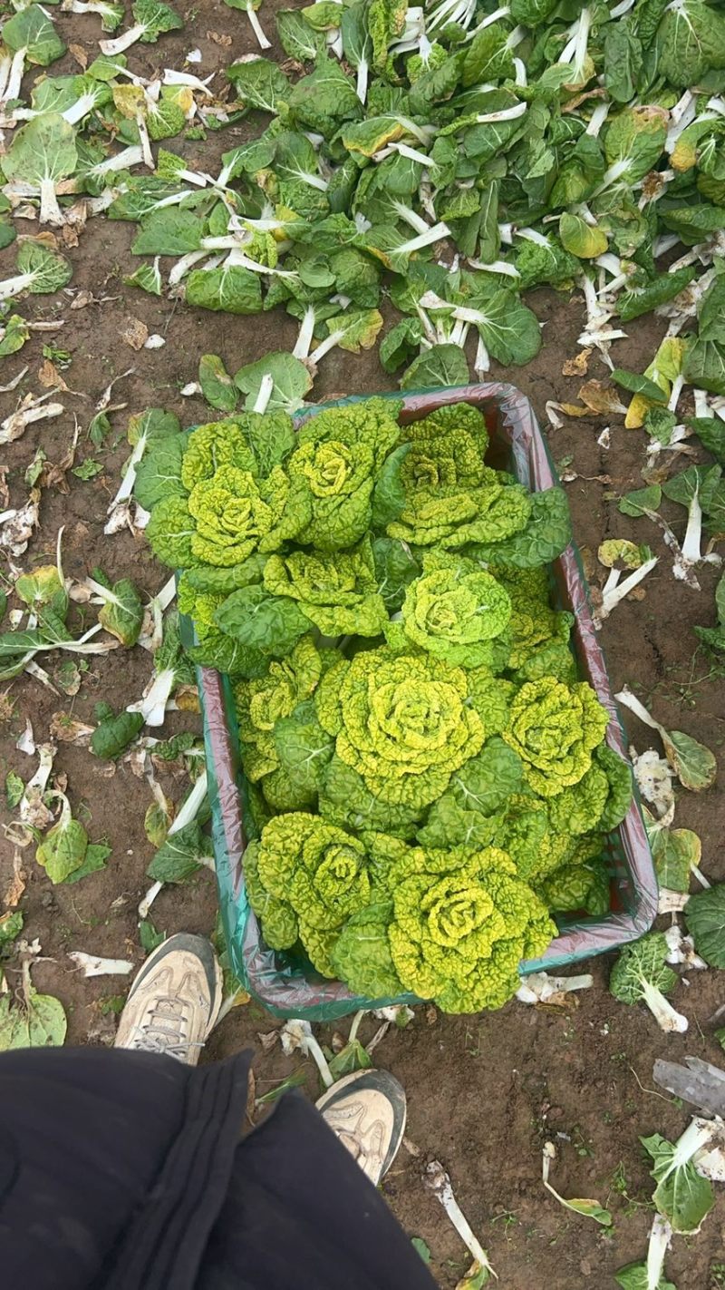 黄心菜，精品黄心大量上市欢迎咨询，购买量大从优