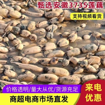 甄选安徽莲藕3735自己种植诚信经营拒绝回扣有优惠