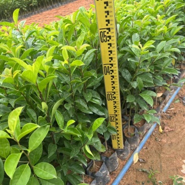 铁冬青绿化苗木园林绿化苗木苗场直供量大优惠