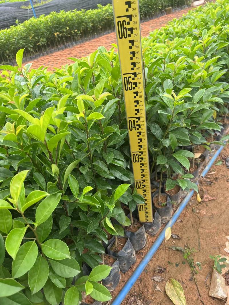 铁冬青绿化苗木园林绿化苗木苗场直供量大优惠