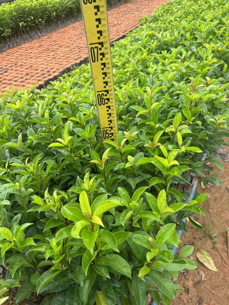 铁冬青绿化苗木园林绿化苗木苗场直供量大优惠