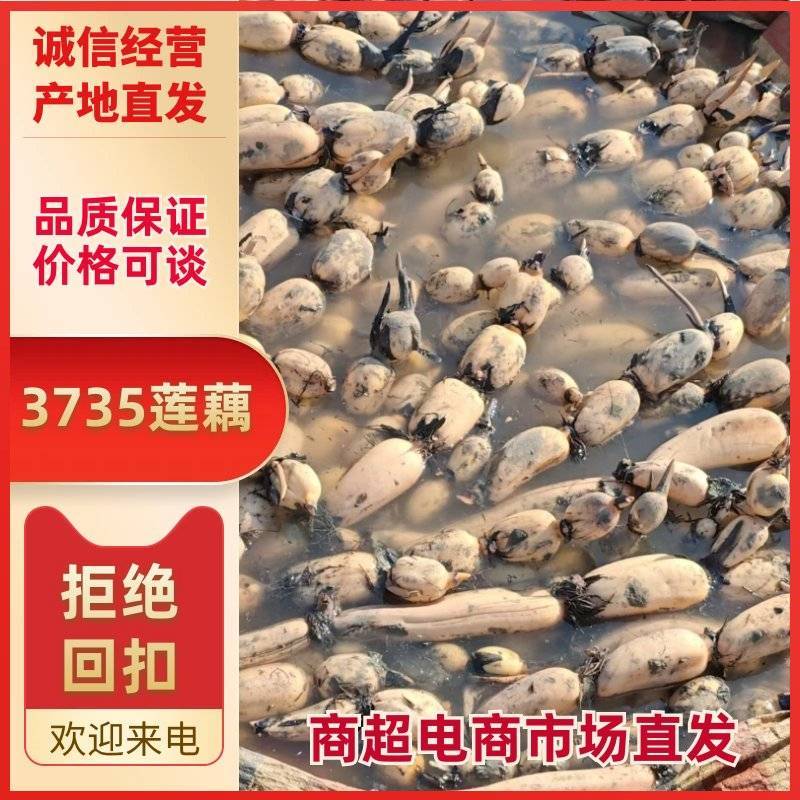 精选安徽莲藕3735自己种植诚信经营致电有优惠