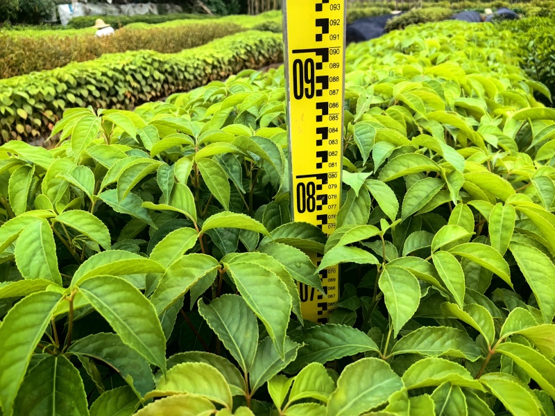 秋枫绿化种苗造林种苗苗场直供量大价格优惠