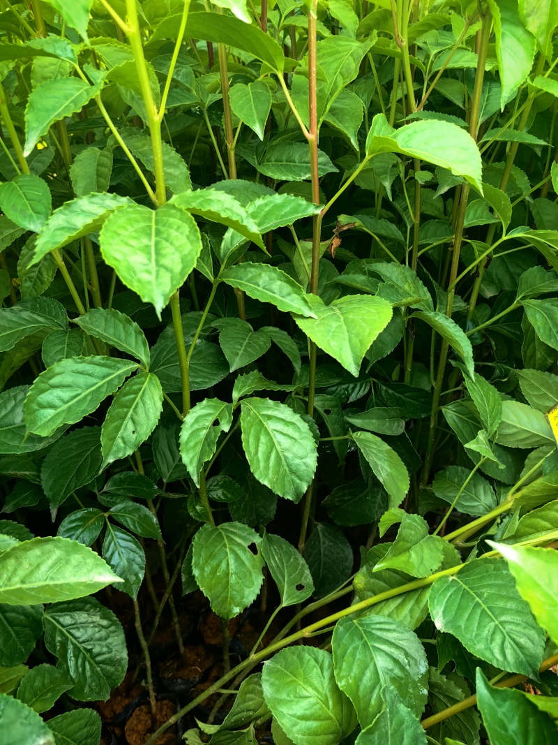 秋枫绿化种苗造林种苗苗场直供量大价格优惠