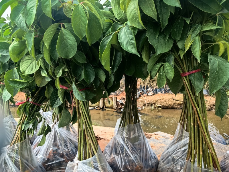 秋枫绿化种苗造林种苗苗场直供量大价格优惠