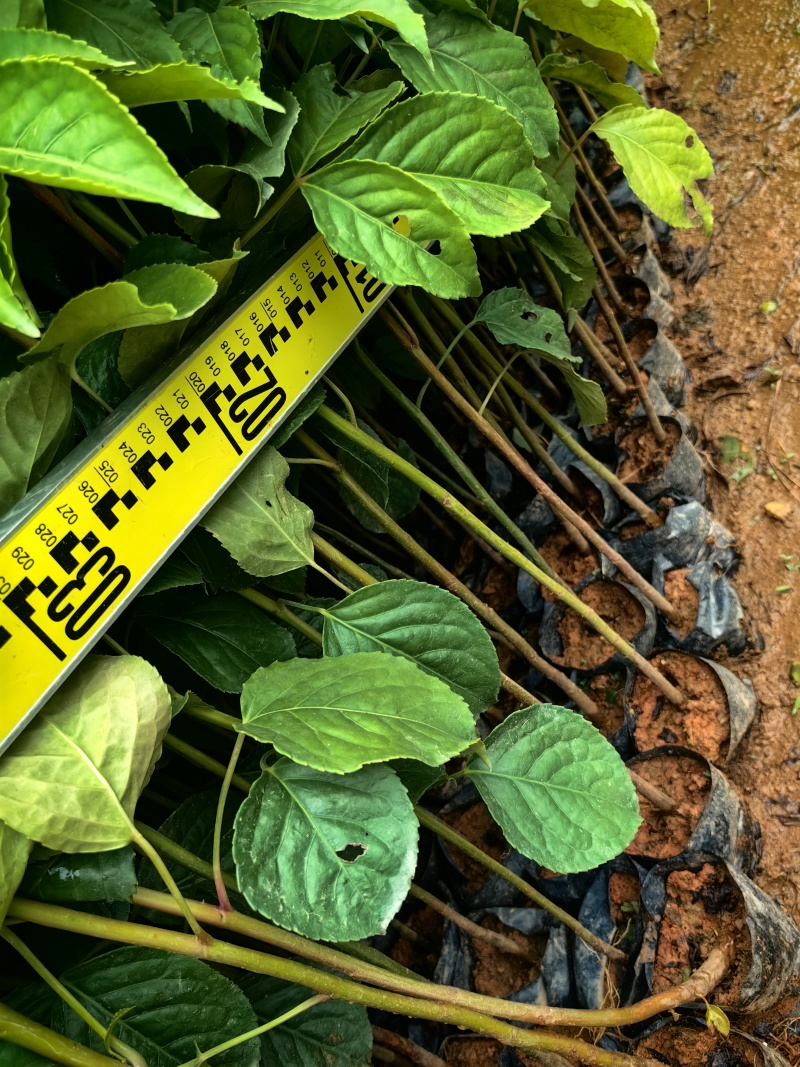 秋枫绿化种苗造林种苗苗场直供量大价格优惠
