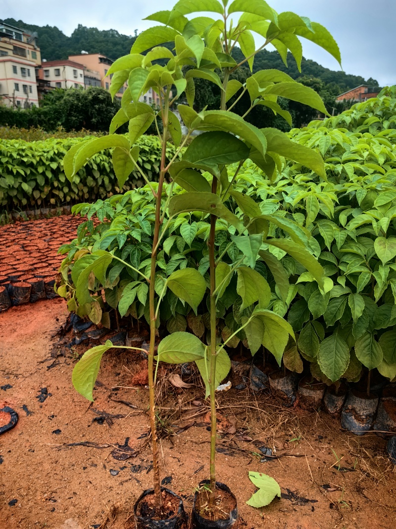 秋枫绿化种苗造林种苗苗场直供量大价格优惠