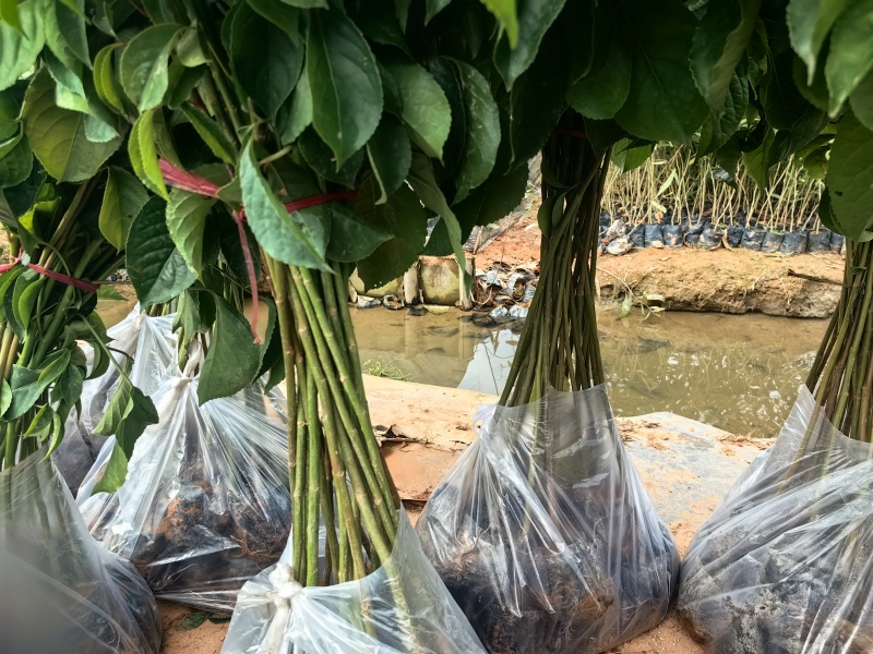 秋枫绿化种苗造林种苗苗场直供量大价格优惠