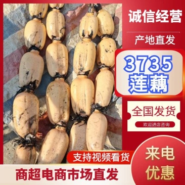 优质莲藕3735自己种植我的产品质量保证诚信经营