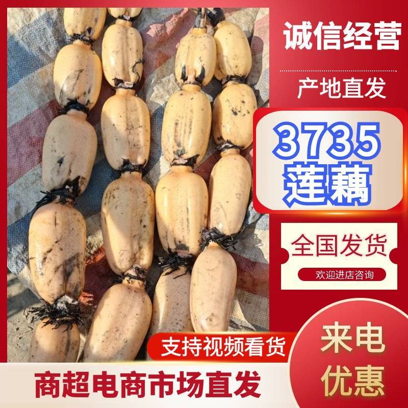 优质莲藕3735自己种植我的产品质量保证诚信经营