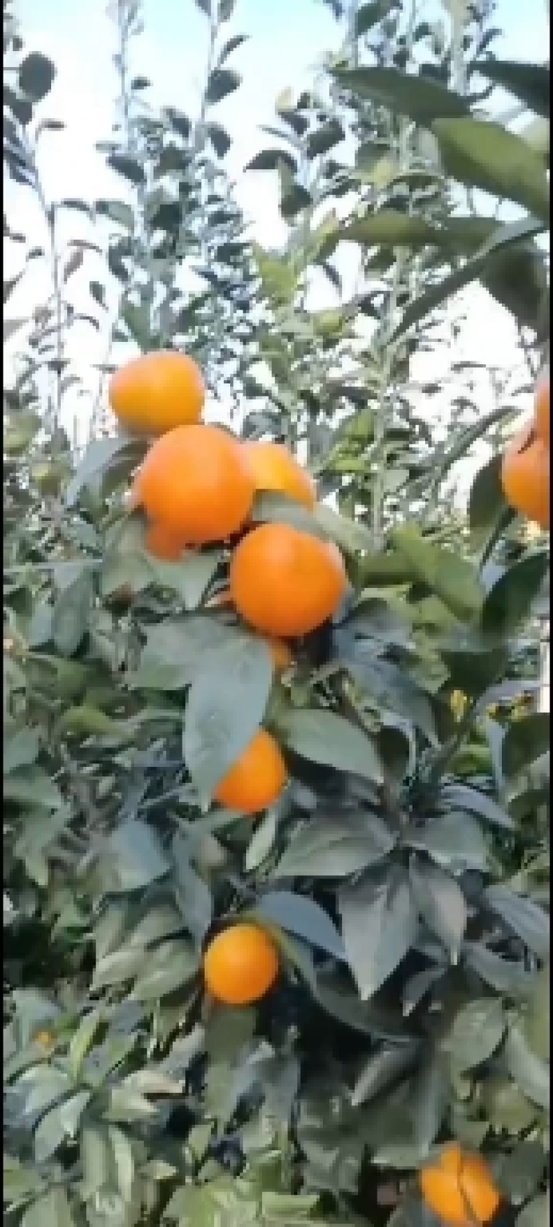 沃柑，平和产地直发