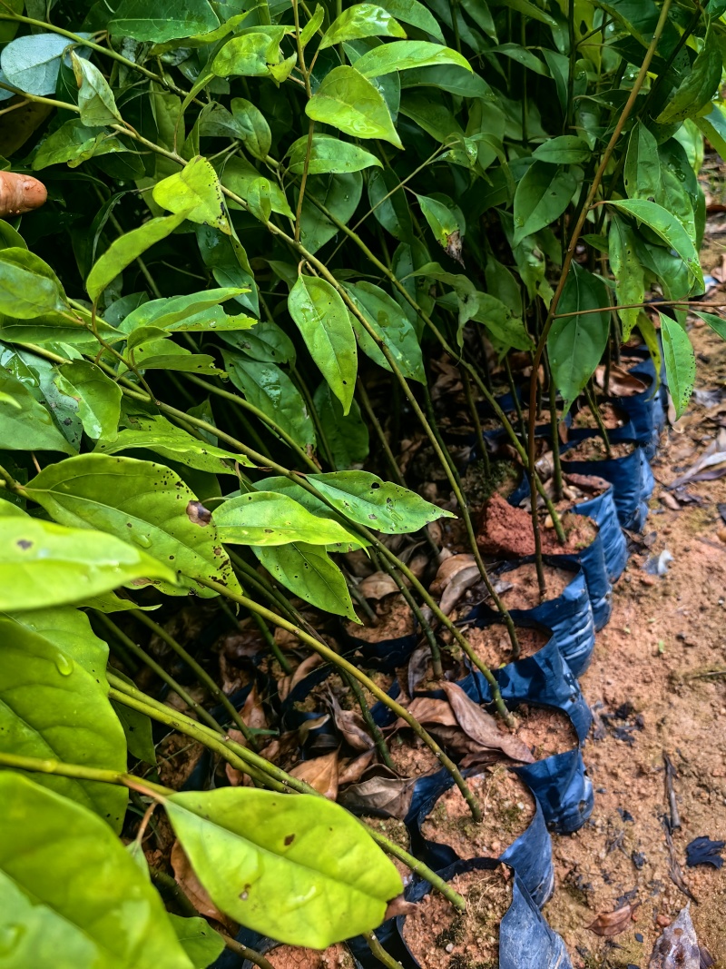 香樟苗木种苗樟树苗绿化苗产地直发量大优惠