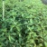 香樟苗木种苗樟树苗绿化苗产地直发量大优惠