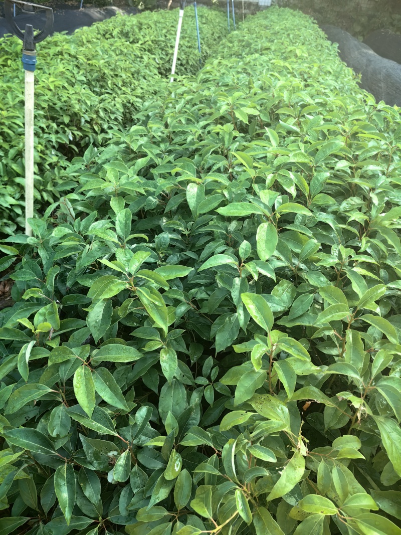 香樟苗木种苗樟树苗绿化苗产地直发量大优惠
