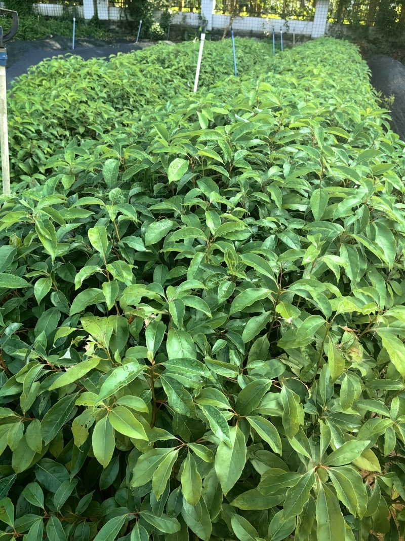 香樟苗木种苗樟树苗绿化苗产地直发量大优惠