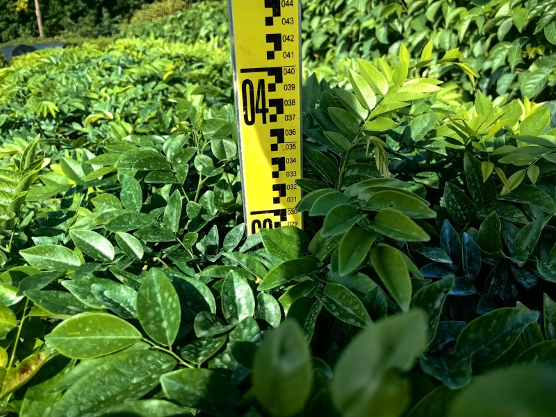 海南黄花梨绿化苗木产地直供量大优惠