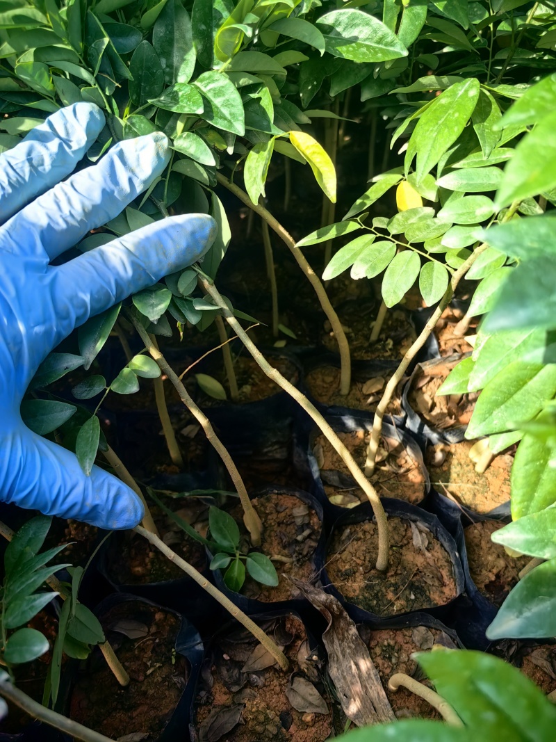 海南黄花梨绿化苗木产地直供量大优惠