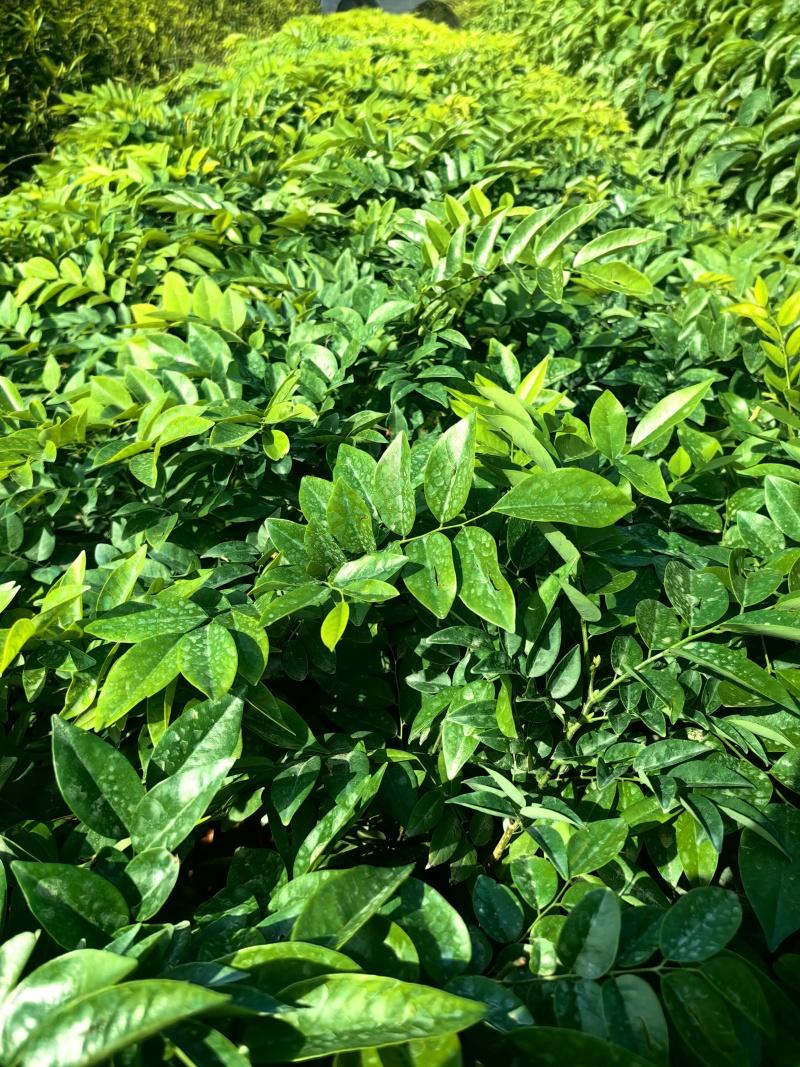 海南黄花梨绿化苗木产地直供量大优惠