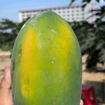 海南红心木瓜