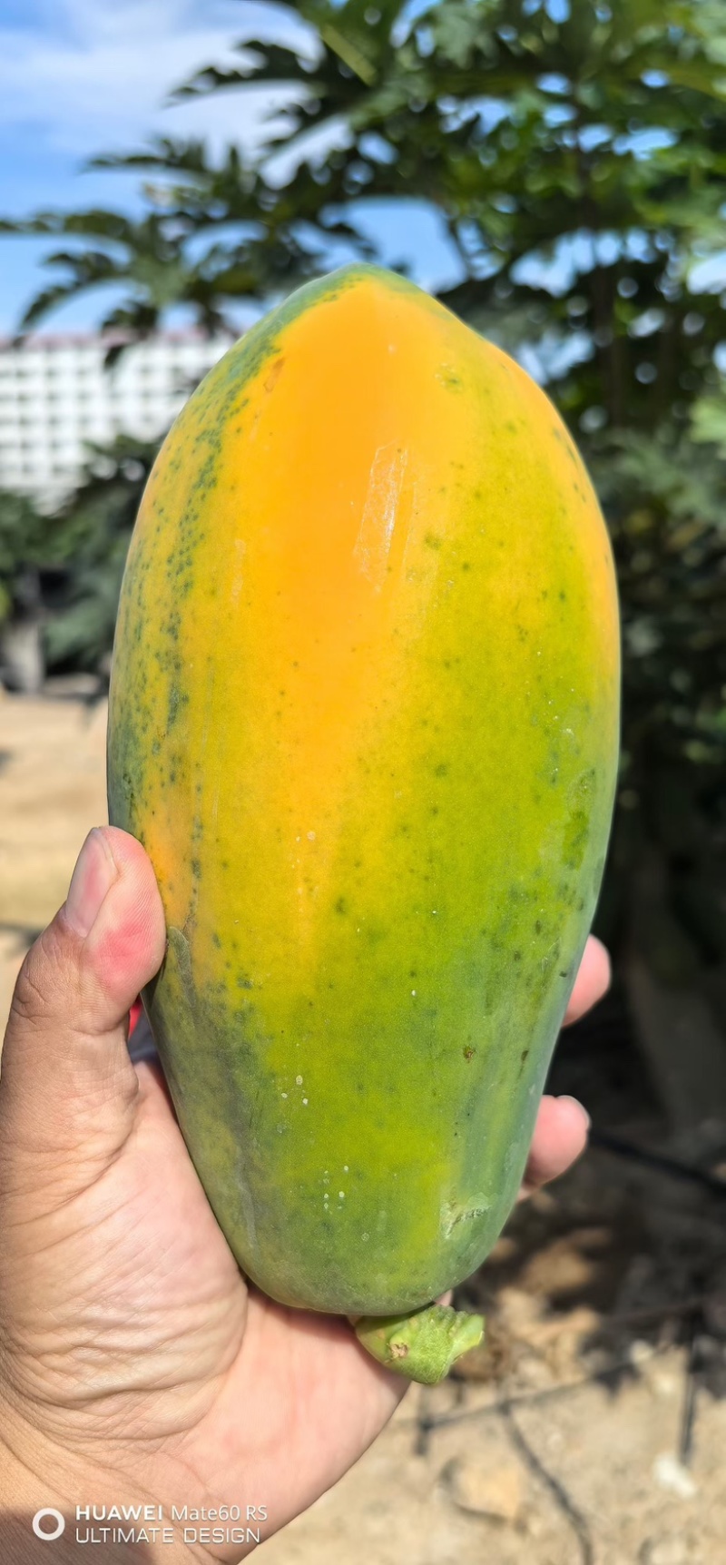 海南红心木瓜