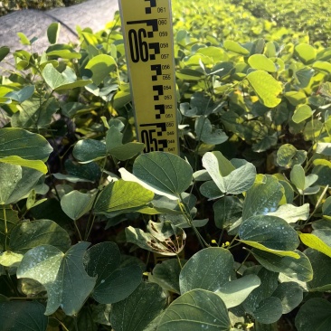 宫粉紫荆园林绿化苗木紫荆产地直供量大价格优惠