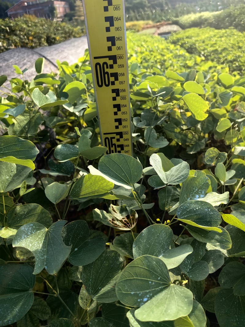 宫粉紫荆园林绿化苗木紫荆产地直供量大价格优惠