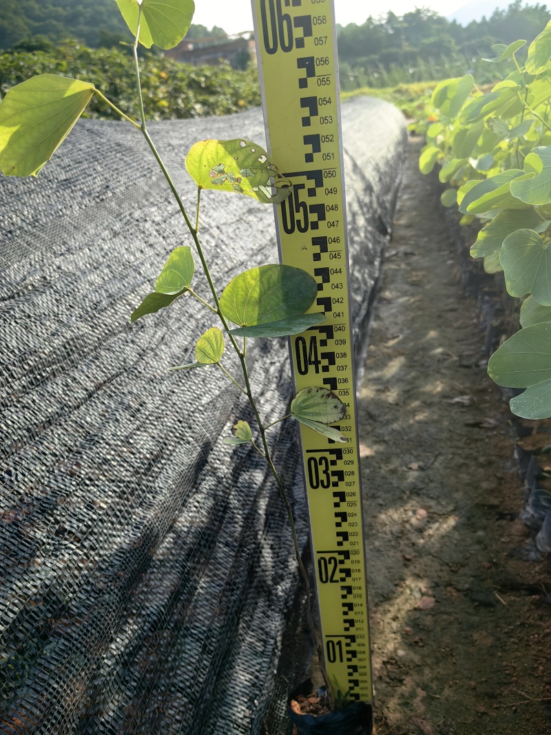 宫粉紫荆园林绿化苗木紫荆产地直供量大价格优惠