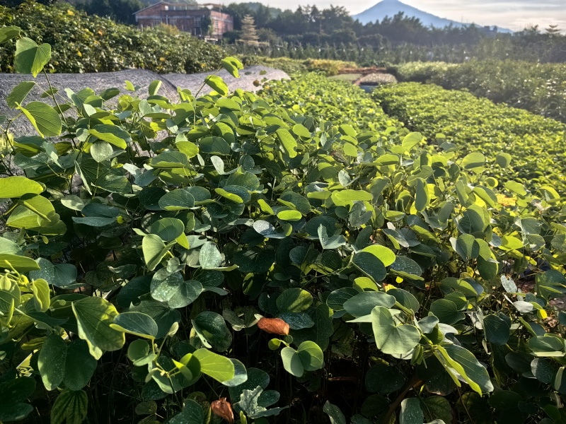 宫粉紫荆园林绿化苗木紫荆产地直供量大价格优惠