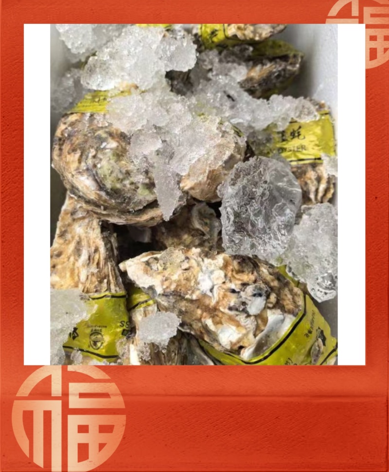 【现货】正宗乳山生蚝规格齐全常年供应肥度饱满产地直发