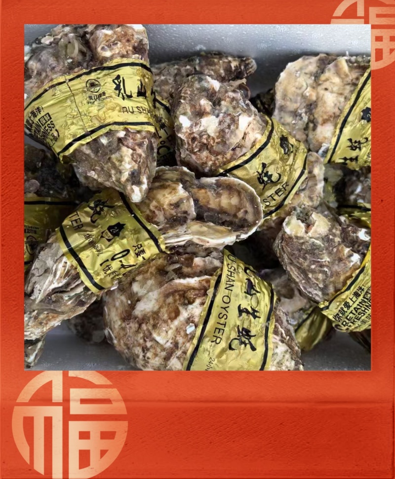 【现货】正宗乳山生蚝规格齐全常年供应肥度饱满产地直发
