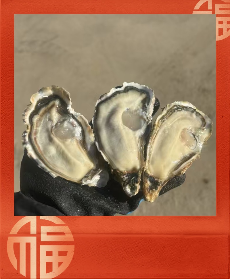 【现货】正宗乳山生蚝规格齐全常年供应肥度饱满产地直发
