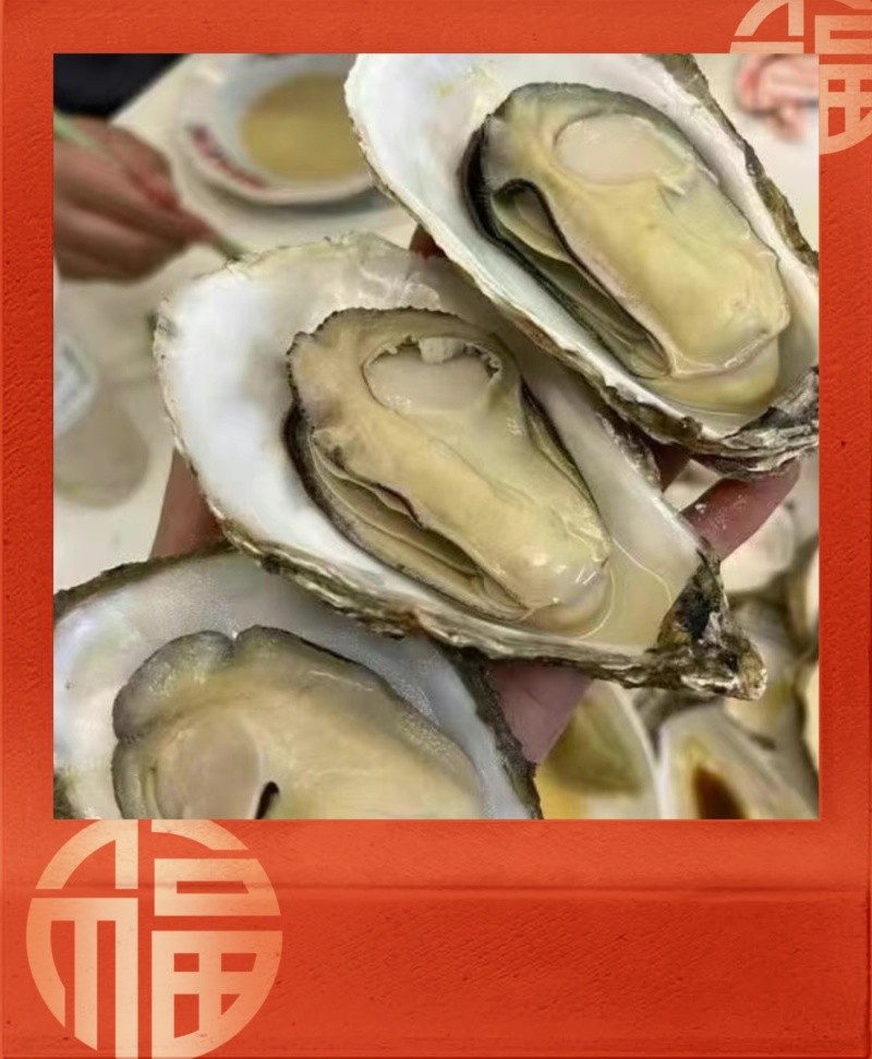 【现货】正宗乳山生蚝规格齐全常年供应肥度饱满产地直发