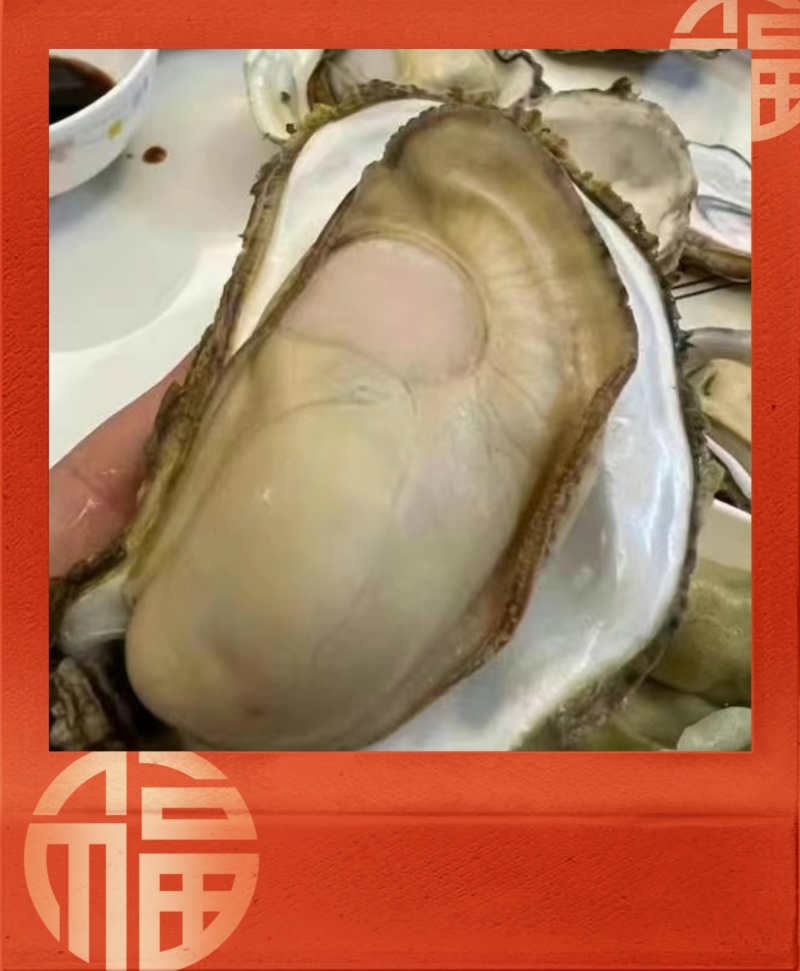 【现货】正宗乳山生蚝规格齐全常年供应肥度饱满产地直发