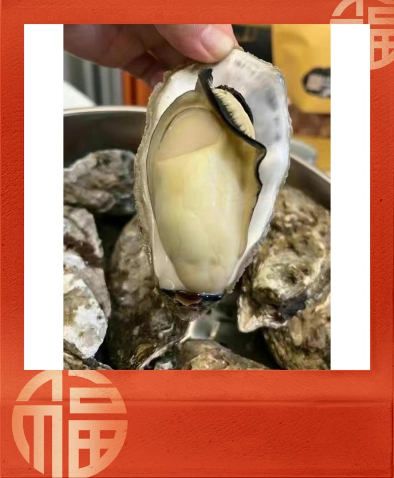 【现货】正宗乳山生蚝规格齐全常年供应肥度饱满产地直发