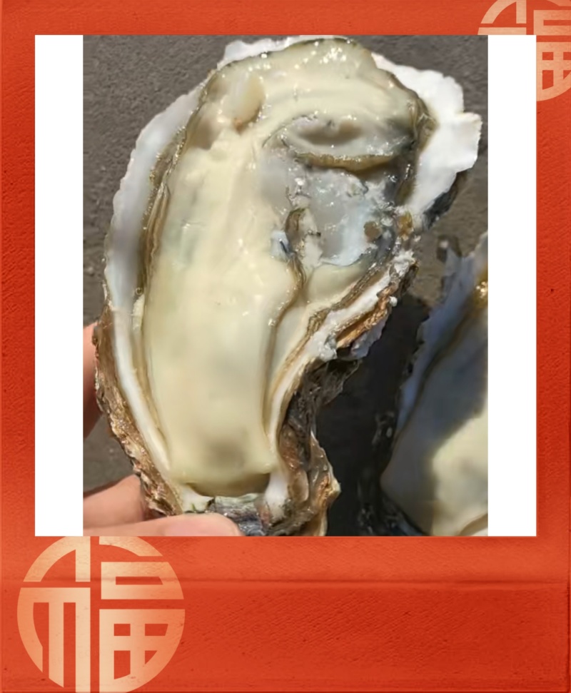 【现货】正宗乳山生蚝规格齐全常年供应肥度饱满产地直发