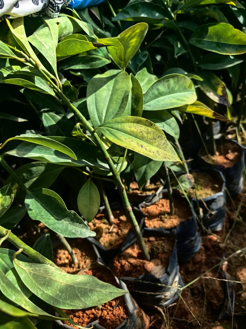 阴香苗种苗绿化苗木苗木种苗产地直供量大价格优惠