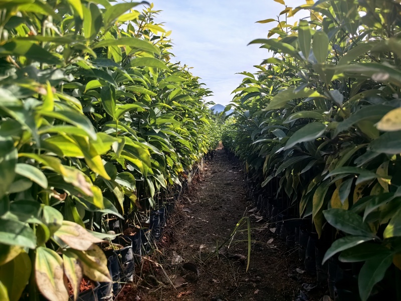 阴香苗种苗绿化苗木苗木种苗产地直供量大价格优惠