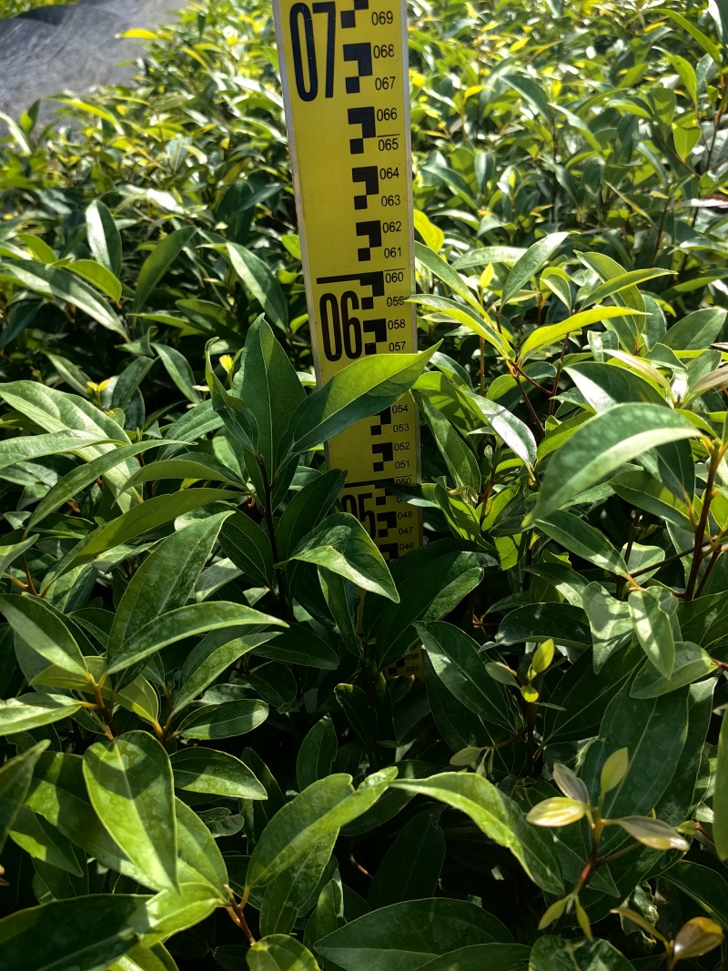 阴香苗种苗绿化苗木苗木种苗产地直供量大价格优惠