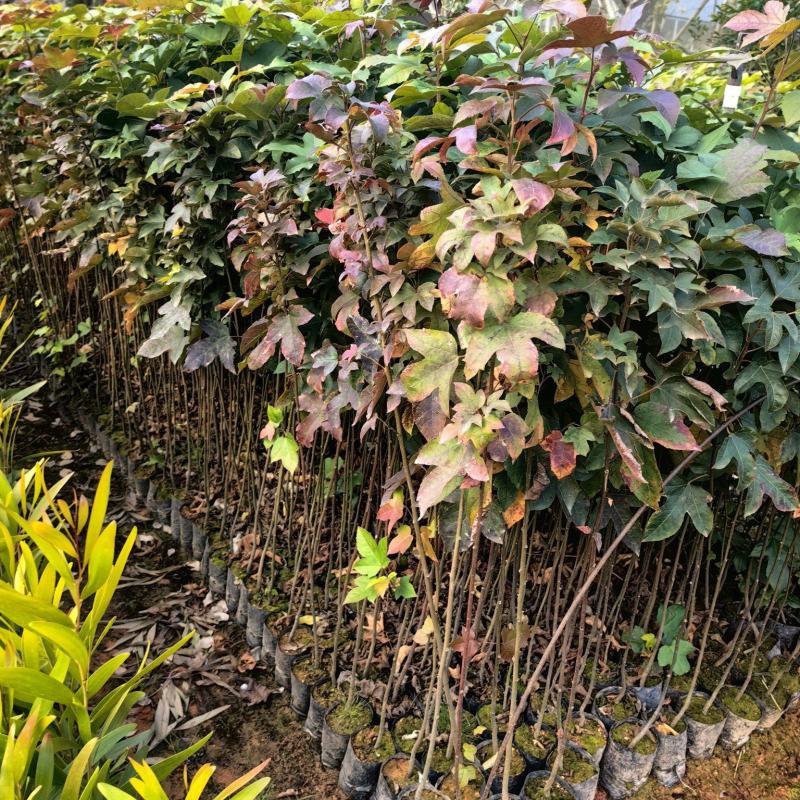 枫香苗苗木种苗枫香树苗造林苗绿化苗木量大价格优