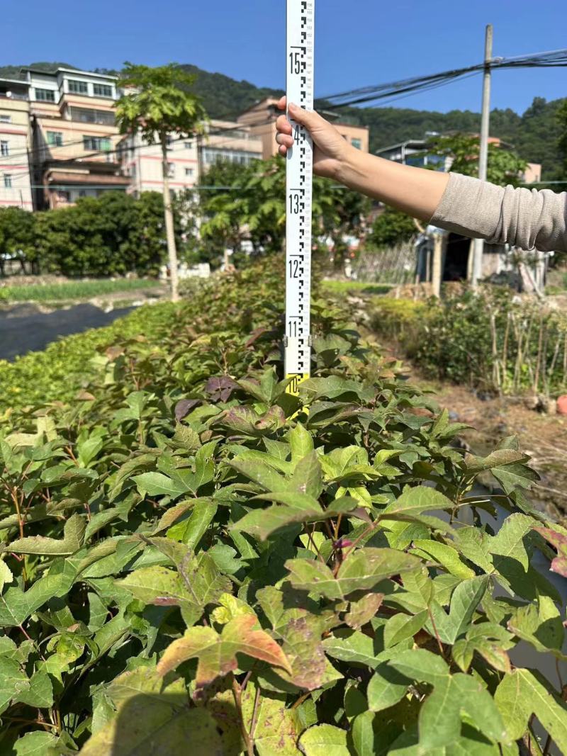枫香苗苗木种苗枫香树苗造林苗绿化苗木量大价格优