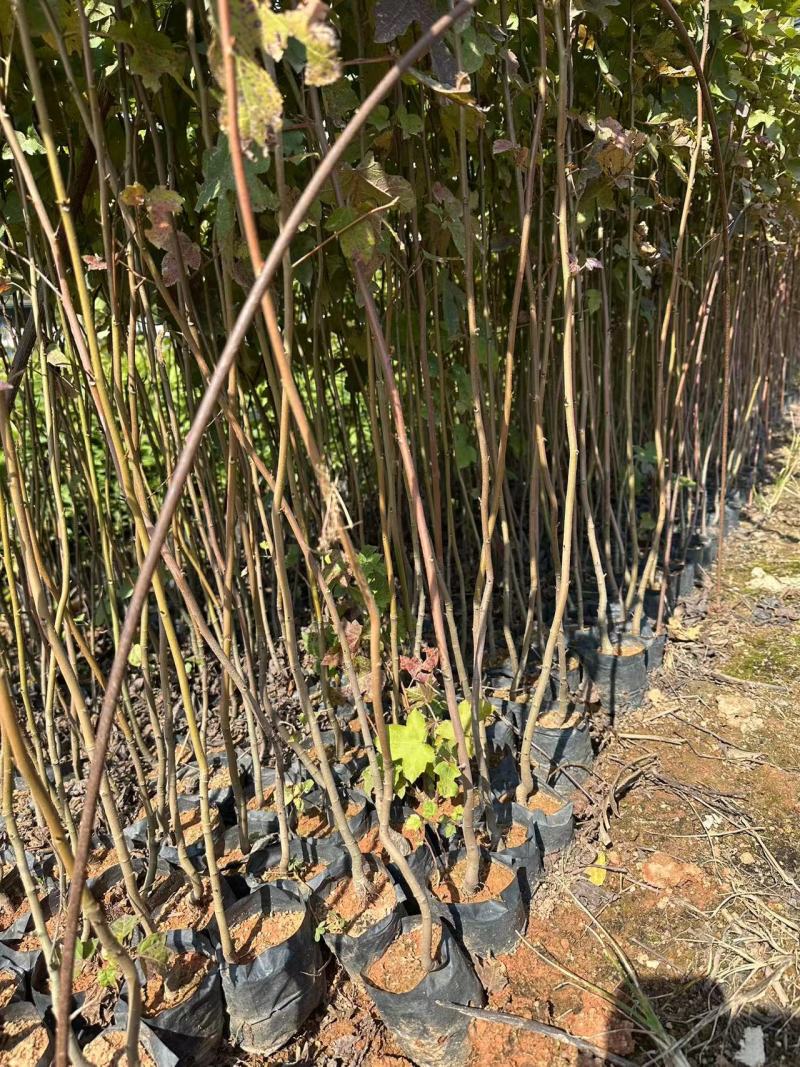 枫香苗苗木种苗枫香树苗造林苗绿化苗木量大价格优