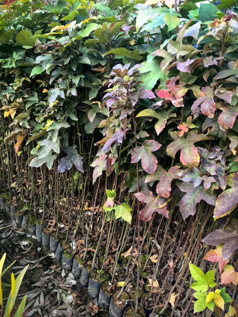 枫香苗苗木种苗枫香树苗造林苗绿化苗木量大价格优