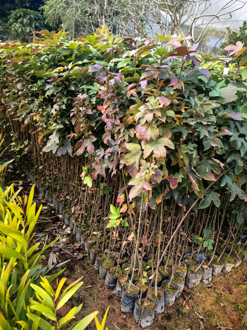 枫香苗苗木种苗枫香树苗造林苗绿化苗木量大价格优