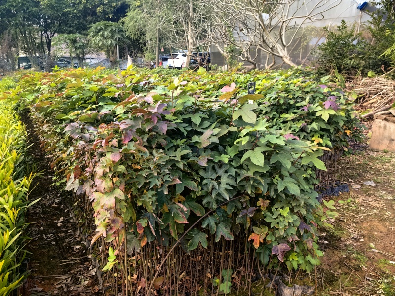 枫香苗苗木种苗枫香树苗造林苗绿化苗木量大价格优