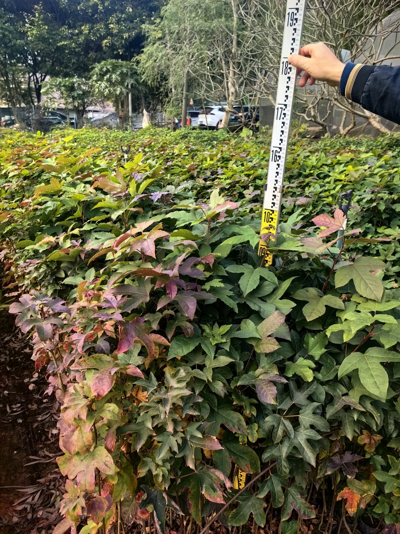 枫香苗苗木种苗枫香树苗造林苗绿化苗木量大价格优