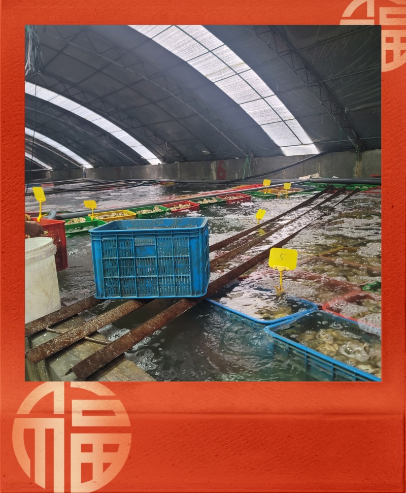 【现货】正宗乳山生蚝规格齐全常年供应肥度饱满产地直发