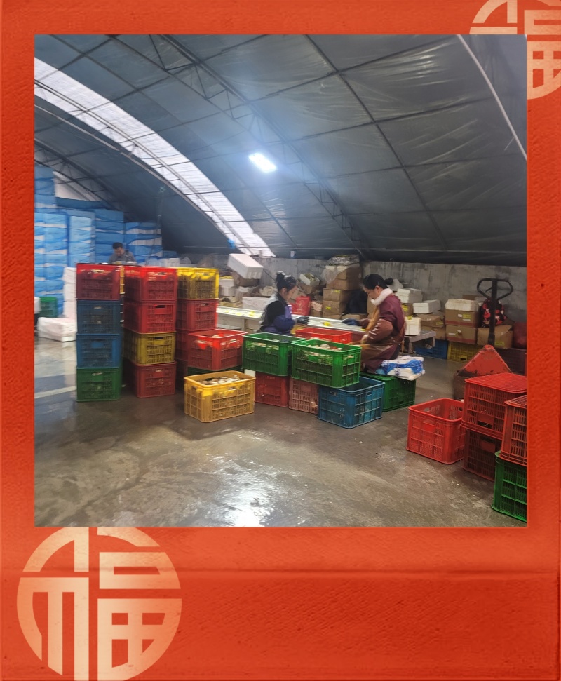 【现货】正宗乳山生蚝规格齐全常年供应肥度饱满产地直发