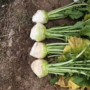 基地供应四川大头菜，无空心，黑心，对接工厂，电商，市场