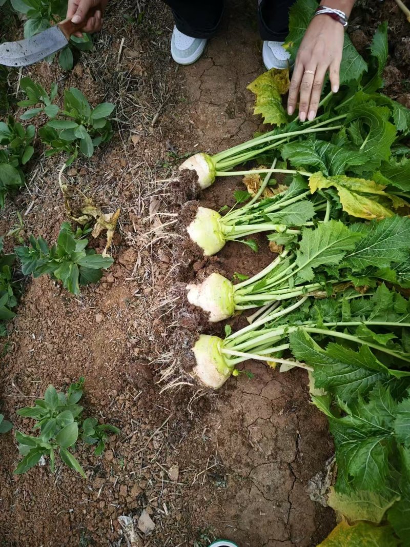 基地供应四川大头菜，无空心，黑心，对接工厂，电商，市场