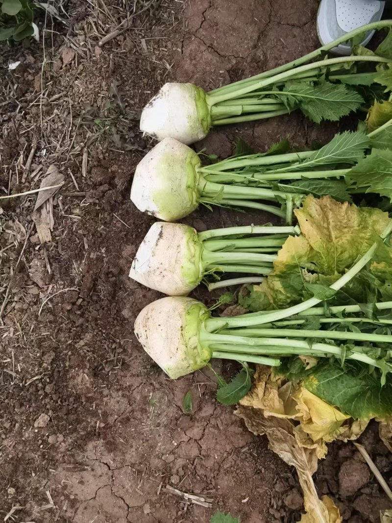 基地供应四川大头菜，无空心，黑心，对接工厂，电商，市场